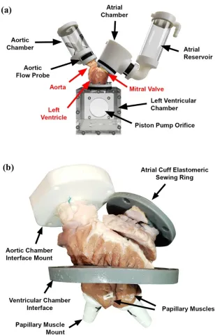 DOI: 10.1007/s10439-022-03091-z